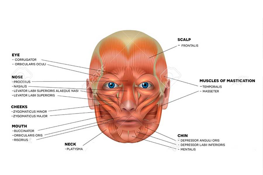 Les mucles du visage